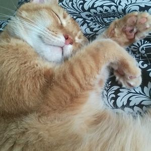 Meet your Posher, Kathleen